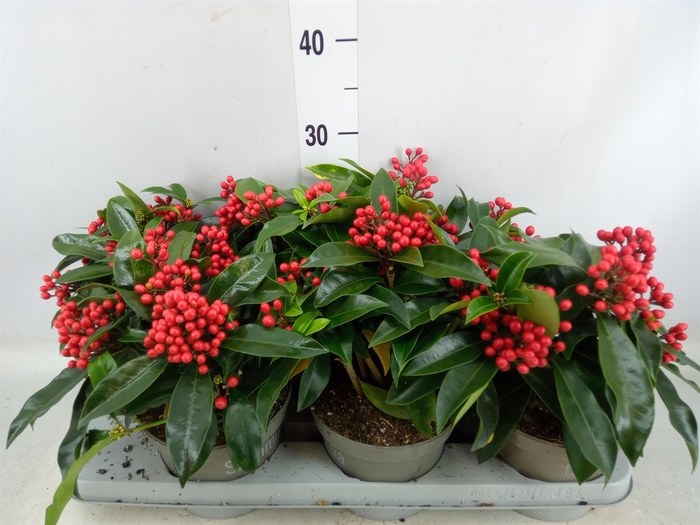 <h4>Skimmia jap. ssp  reevesiana</h4>