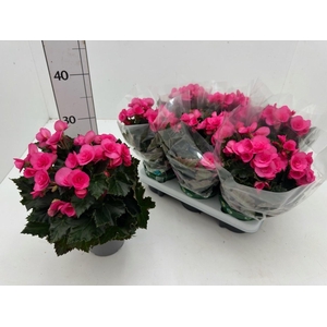 BEG HL ADONIA PINK