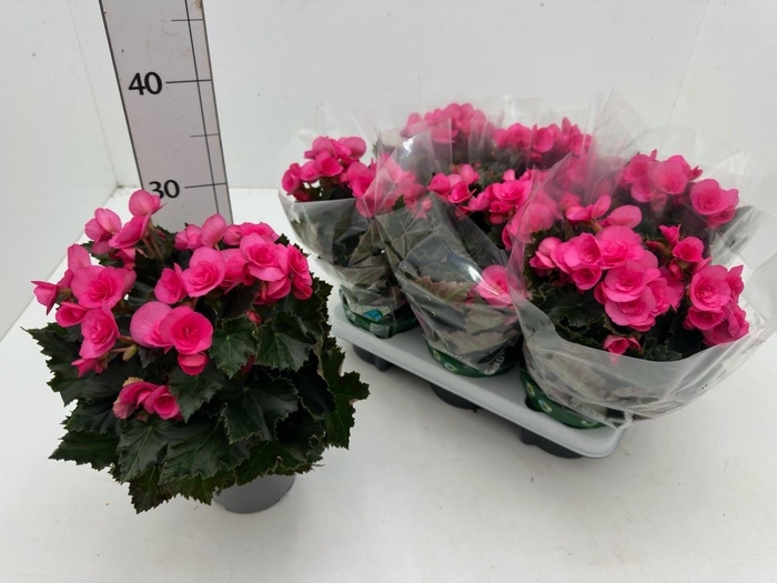 <h4>BEG HL ADONIA PINK</h4>