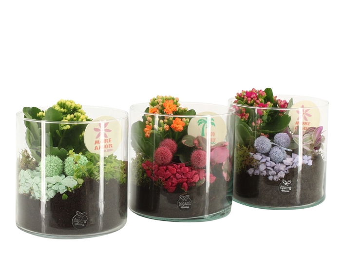 <h4>Opm Color Circus Arrangement</h4>