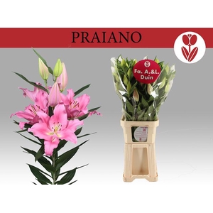 LI OR PRAIANO