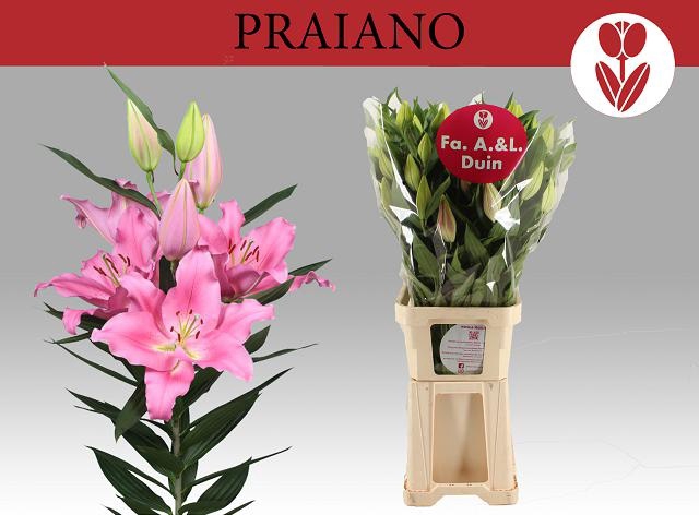 <h4>LI OR PRAIANO</h4>