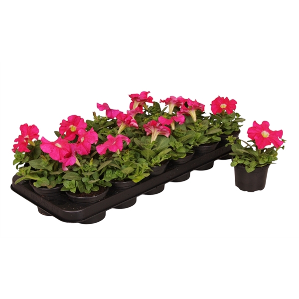 <h4>Petunia roze p9</h4>