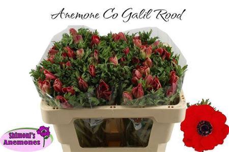 <h4>Anem Co Galil Rood</h4>