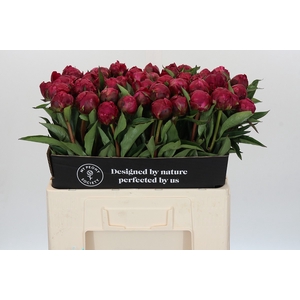 Paeonia Avis Varner