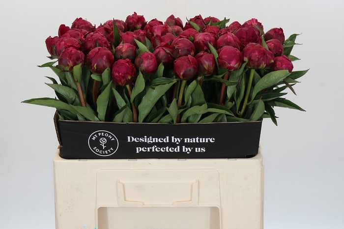 <h4>Paeonia Avis Varner</h4>