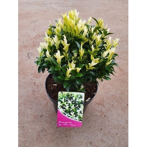Euonymus jap. Paloma Blanca