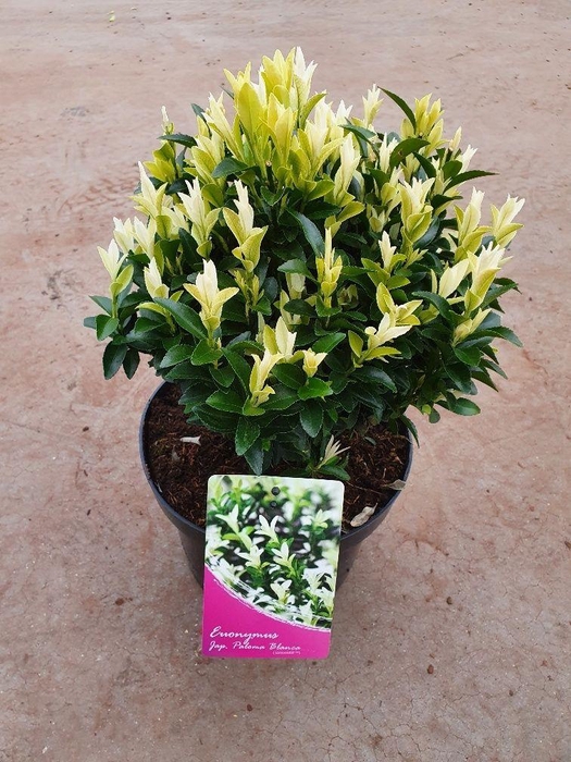<h4>Euonymus jap. Paloma Blanca</h4>