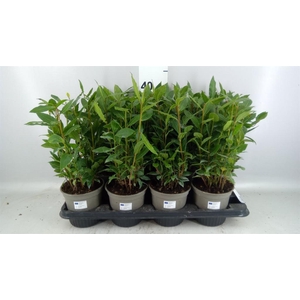 Laurus nobilis