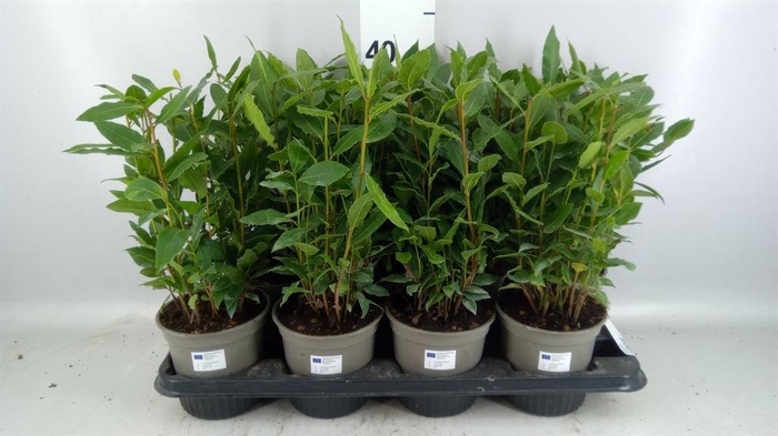 <h4>Laurus nobilis</h4>