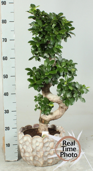 <h4>FIC MI GINSENG</h4>