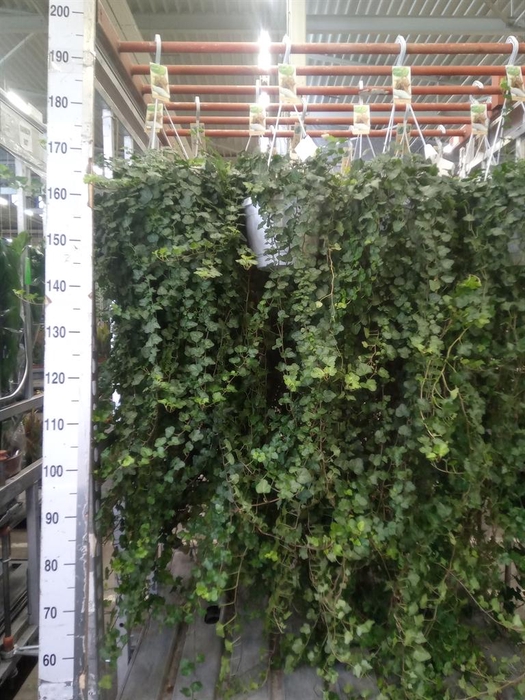 <h4>Hedera helix 'Wonder'</h4>