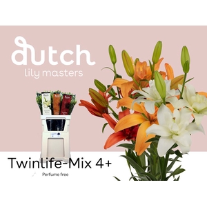 Li La Mix Twinlife Mix 4+ Lily Master