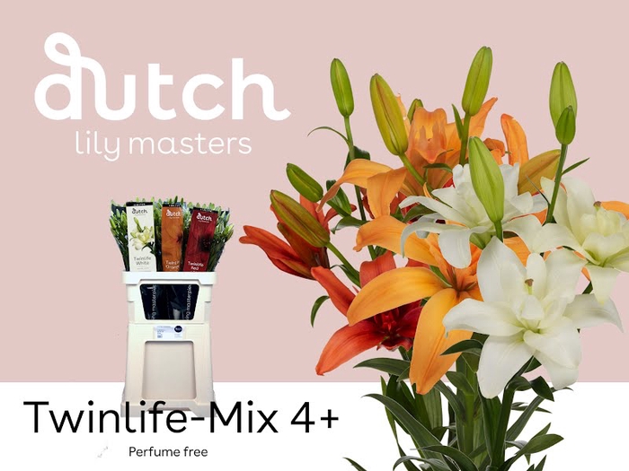 <h4>Li La Mix Twinlife Mix 4+ Lily Master</h4>