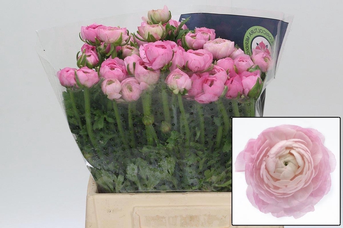 <h4>RAN EL PINK</h4>