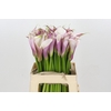 Zantedeschia Eydolls Purple White