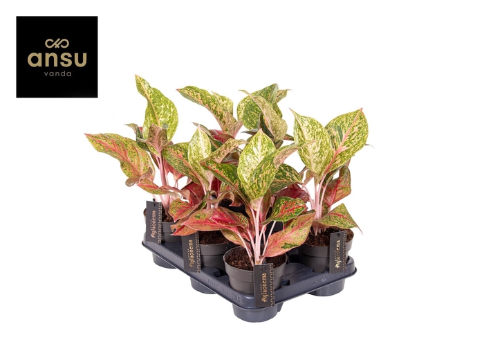 Aglaonema overig