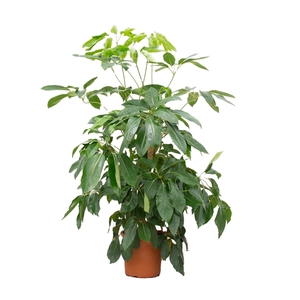 Schefflera Actinophylla 'Amate' - 180cm