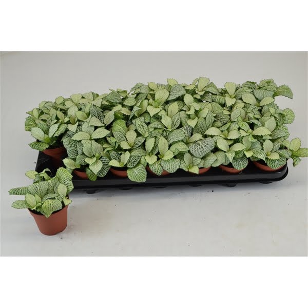 <h4>FITTONIA SNOW ANNE 8,5 CM</h4>