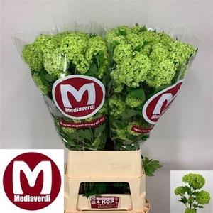 Viburnum Roseum St 100cm 4+