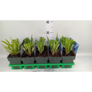 Stokesia laevis