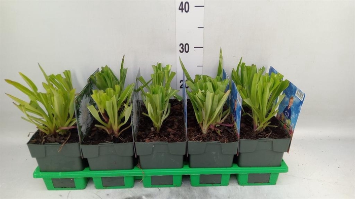 <h4>Stokesia laevis</h4>