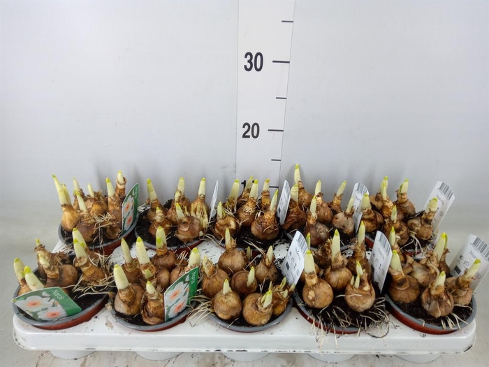 <h4>Narcissus   ...</h4>