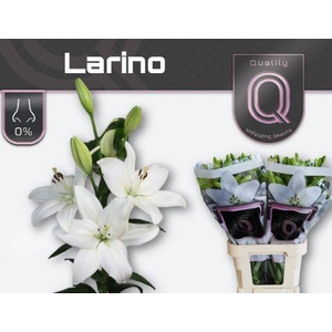LI LA LARINO 5+