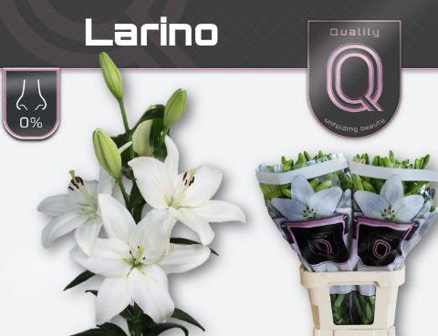 <h4>LI LA LARINO 5+</h4>