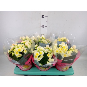 Begonia elat. HL 'Valentino White'