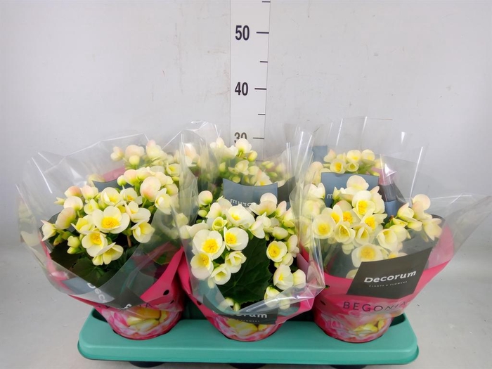 <h4>Begonia elat. HL 'Valentino White'</h4>