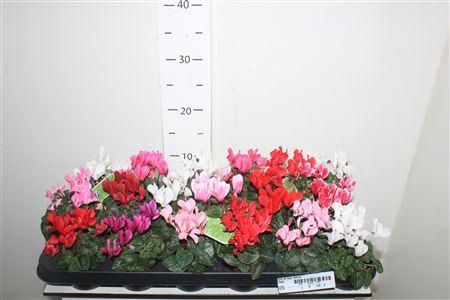 <h4>Cycl Kl Sup Micro</h4>