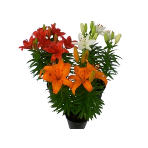 LIRIO VARIADO P15
