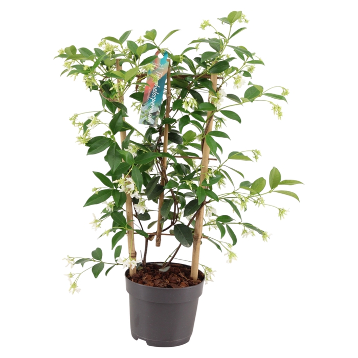 <h4>Trachelospermum jasminoides rek p15 (PT)</h4>