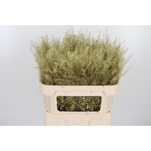 Lepidium Kl Bh Goud