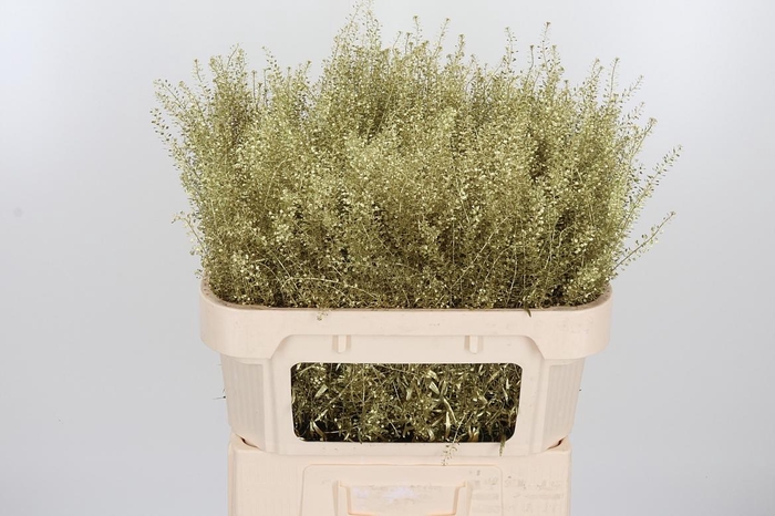 <h4>Lepidium Kl Bh Goud</h4>