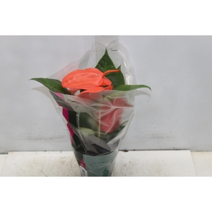 ANTHURIUM SCHERZERIANUM CHRISTINE P15