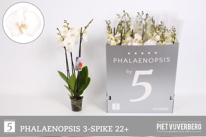 <h4>PHAL OV WIT</h4>