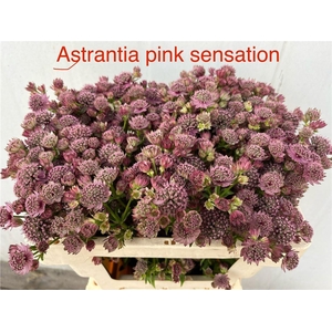 Astr Pink Sensation