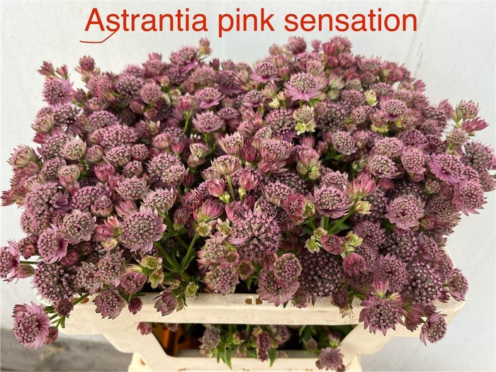 <h4>Astr Pink Sensation</h4>