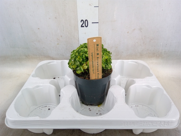 <h4>Syngonium   ...</h4>
