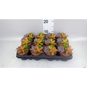 Succulents   ...
