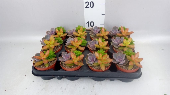 <h4>Succulents   ...</h4>