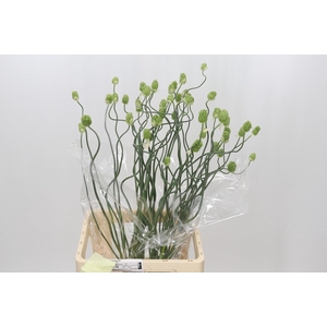 Allium Green Berry