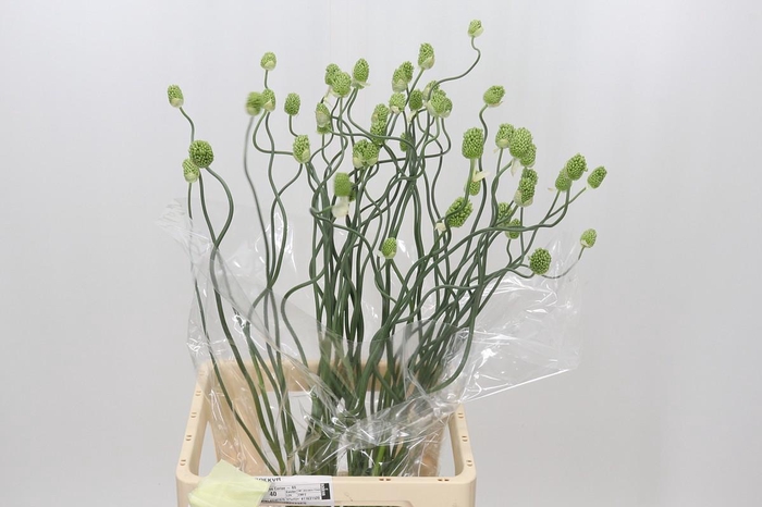 Allium Green Berry