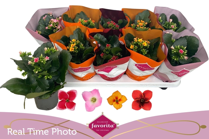 <h4>KAL EN GEM 4 KL</h4>