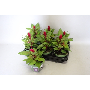 Celosia Red