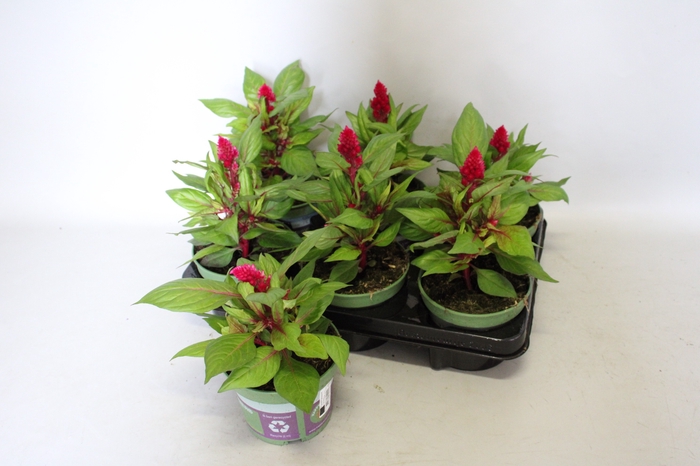 <h4>Celosia Red</h4>