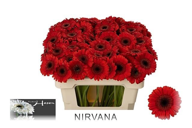 <h4>GE MI NIRVANA</h4>