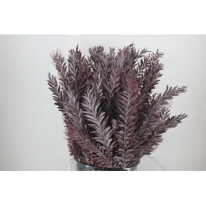 Mimosa Luna D'argento Abs Red P Bunch